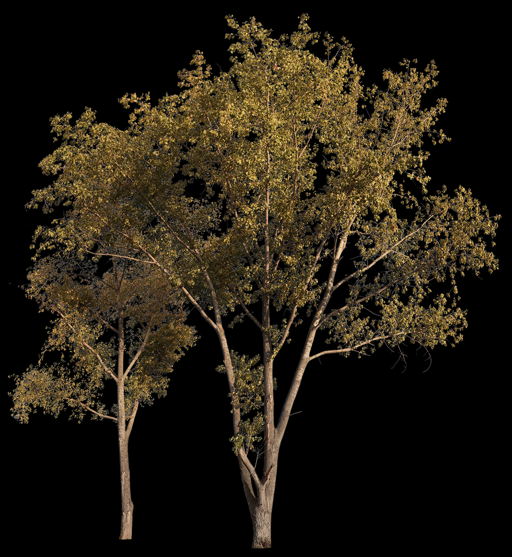 Populus Group — Poplar Trees in Autumn PNG Cutout – Cutout|trees