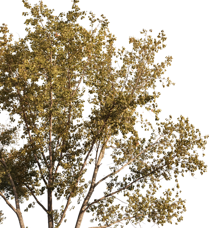 Group Populus L01 – Cutout|trees