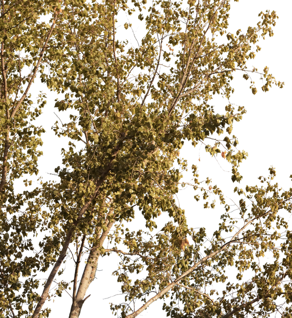 Group Populus L01 – Cutout|trees