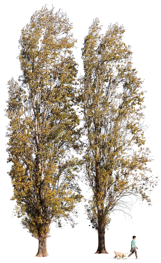 Populus nigra Group L03