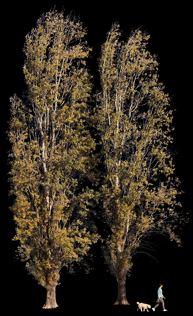 Populus nigra Group L03