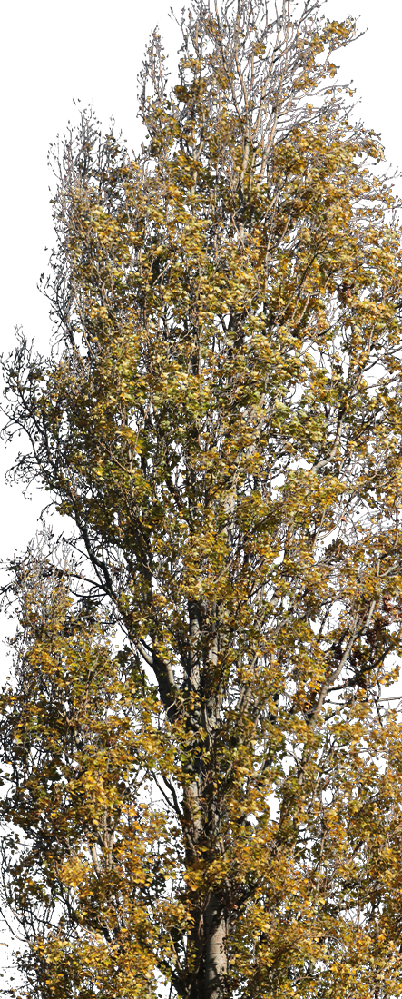 Populus nigra L08