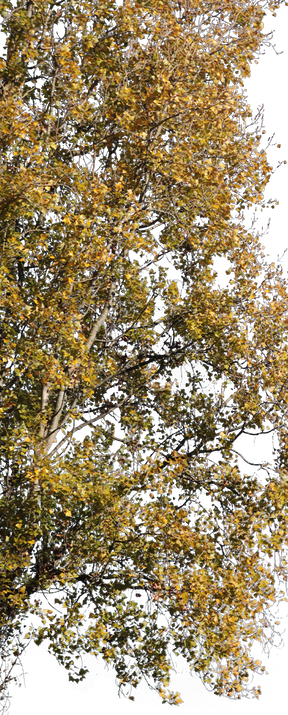 Populus nigra L08