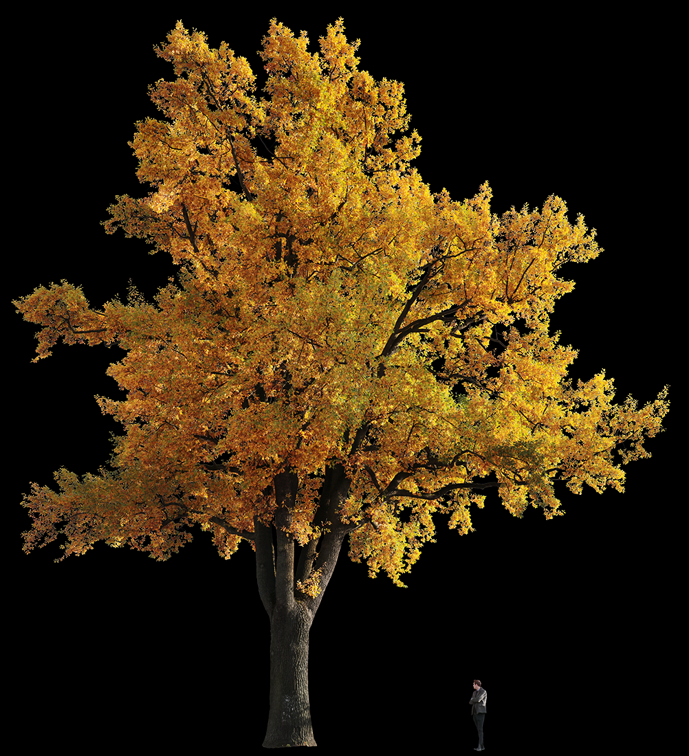 Quercus robur L02a