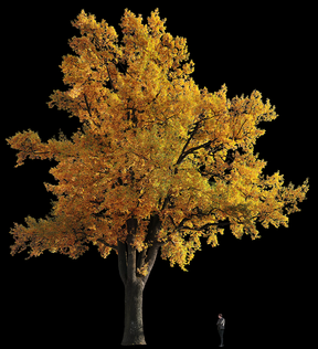 Quercus robur L02a
