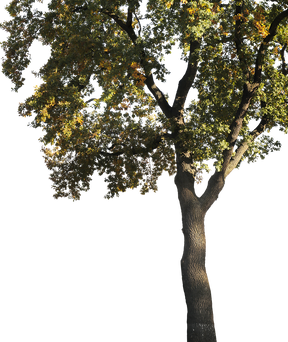 Quercus robur L16
