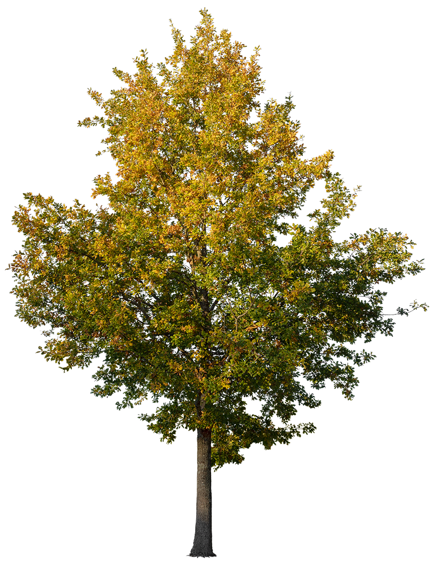 Quercus robur M07