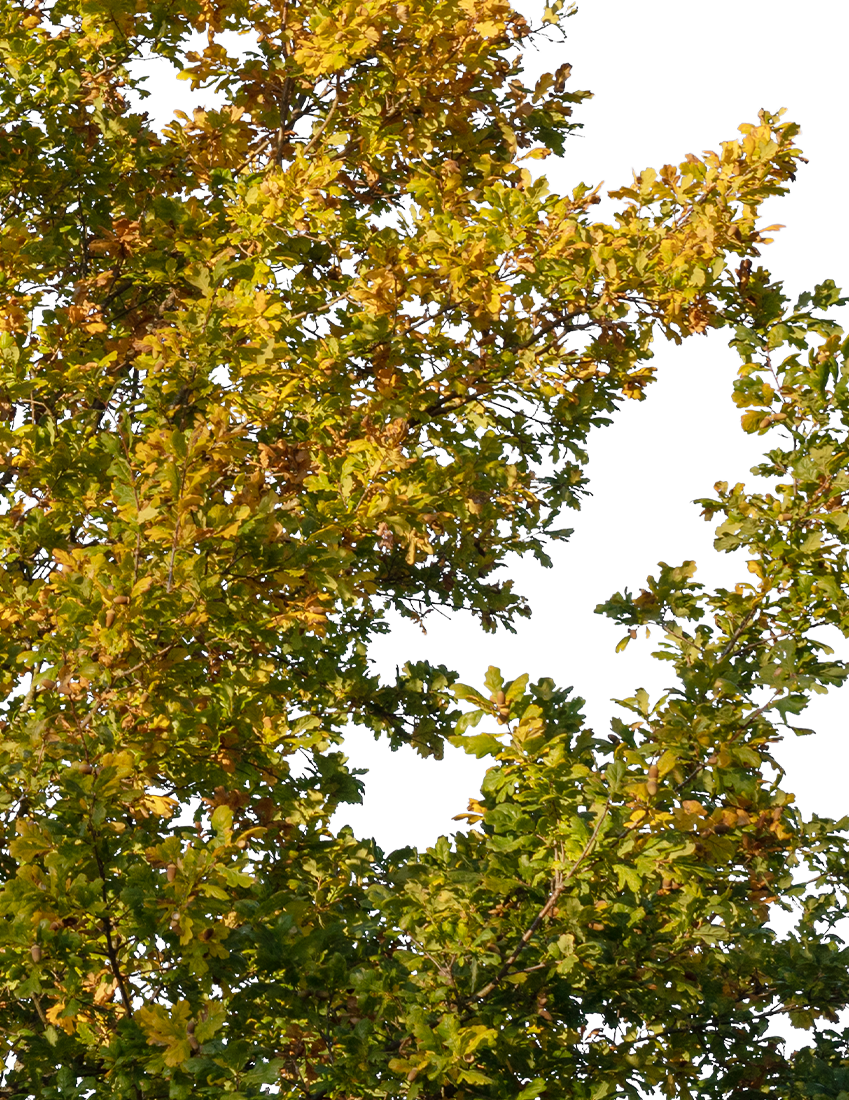 Quercus robur M07