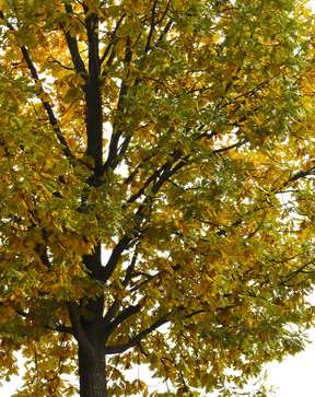 Quercus robur M08