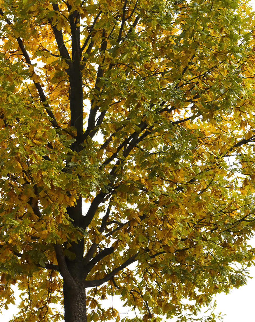 Quercus robur M08