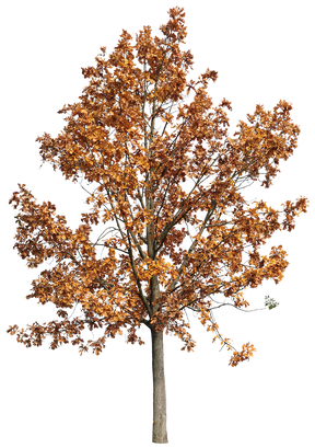 Quercus robur M09