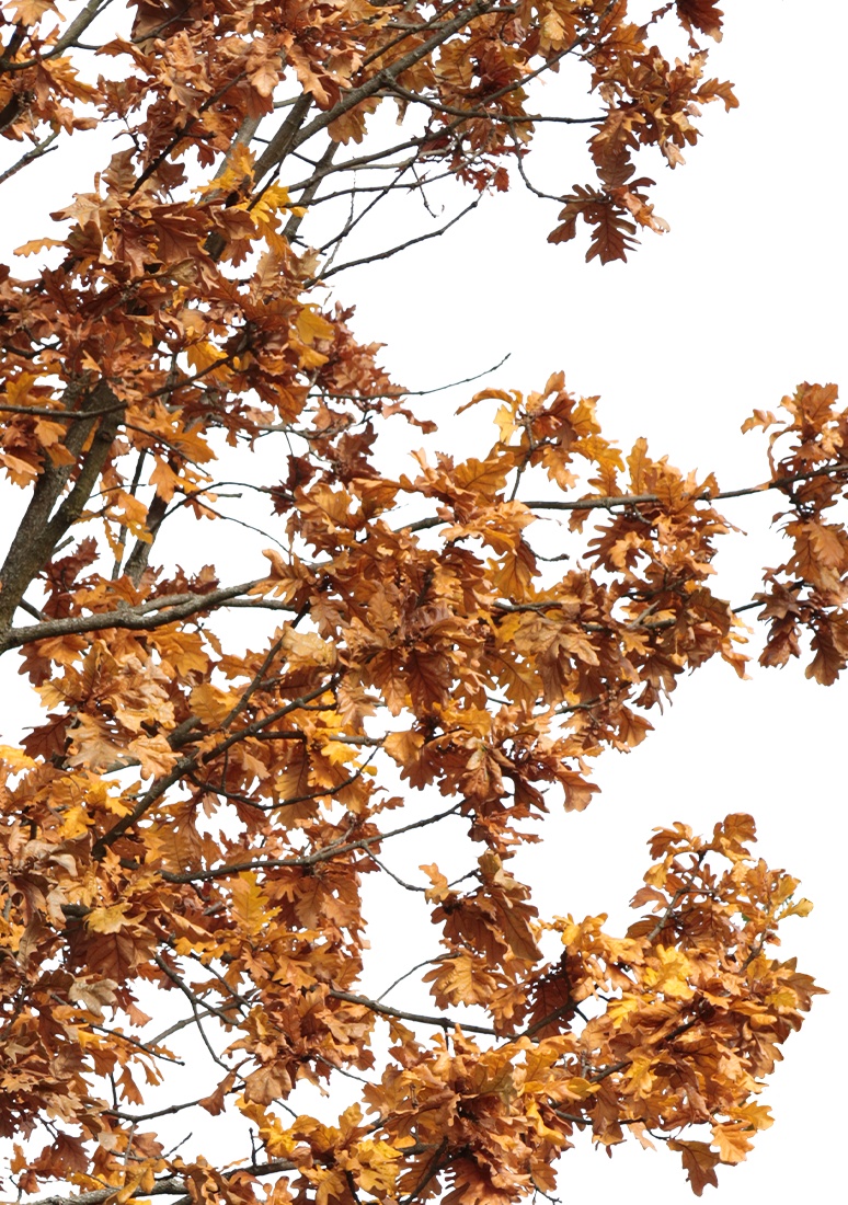 Quercus robur M09