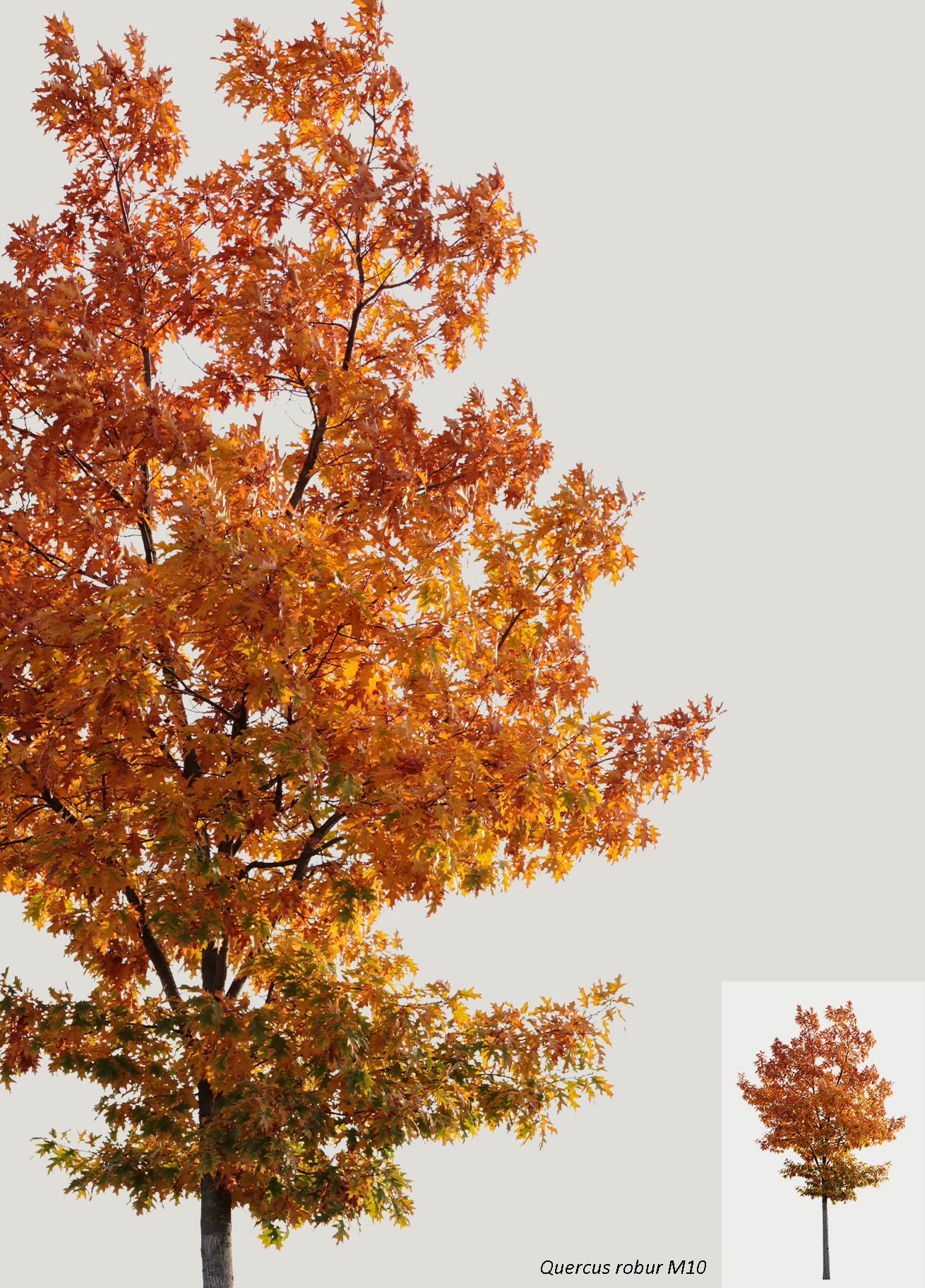 AUTUMN | Diverse trees package
