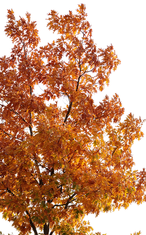 Quercus robur M10