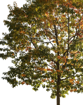 Quercus robur M11