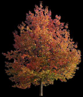 Quercus robur M12