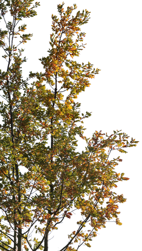 Quercus robur S02