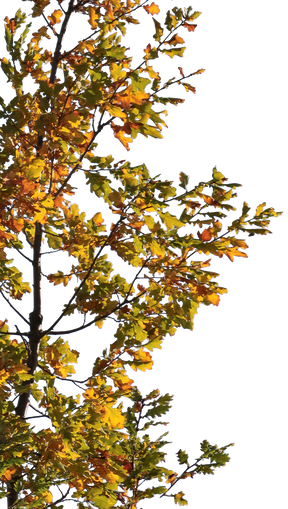 Quercus robur S02