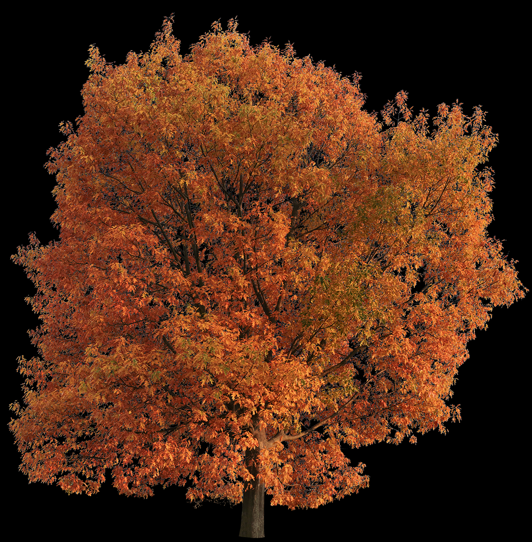 Quercus rubra L03
