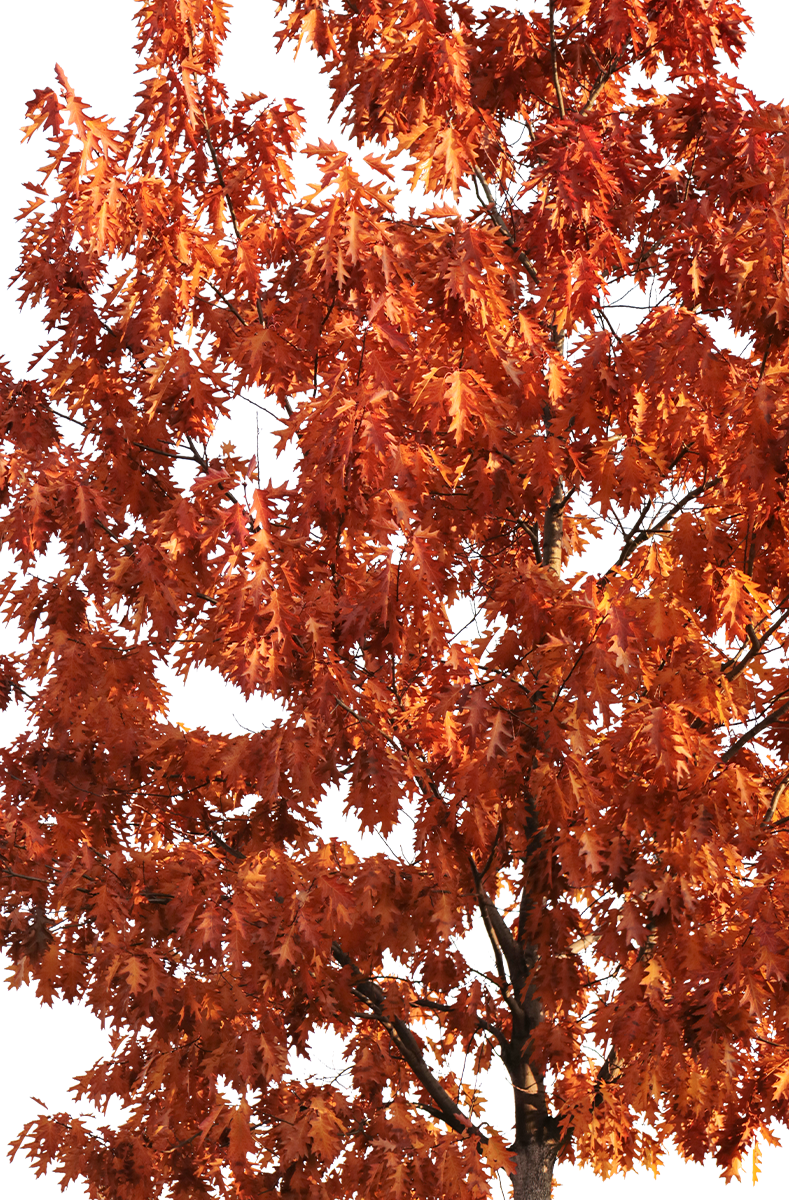 Quercus rubra M01