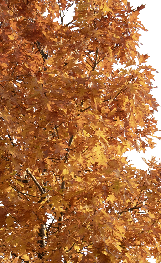 Quercus rubra M02