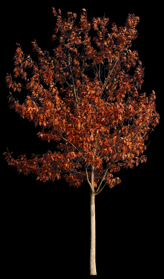 Quercus rubra S02