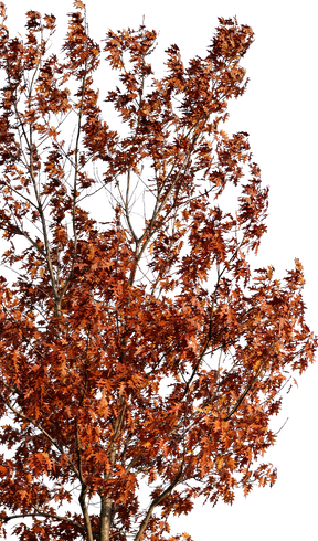 Quercus rubra S02