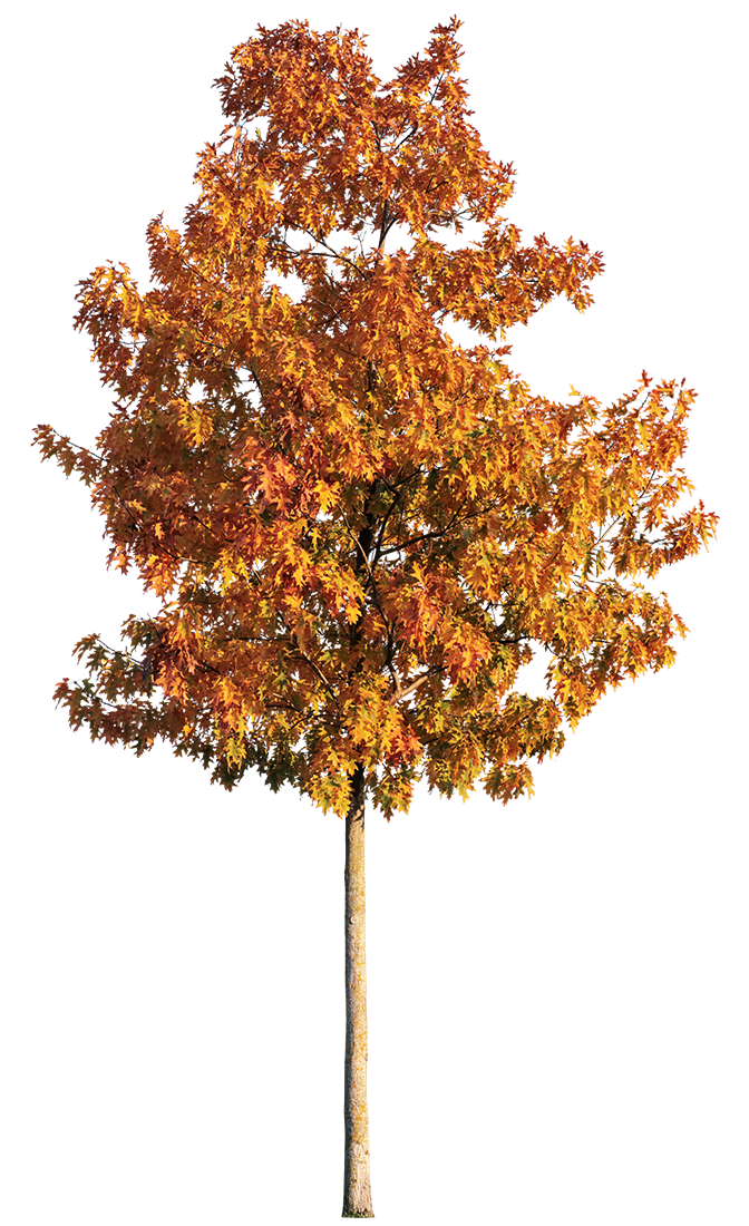 Quercus rubra S04