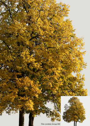 AUTUMN | Diverse trees package