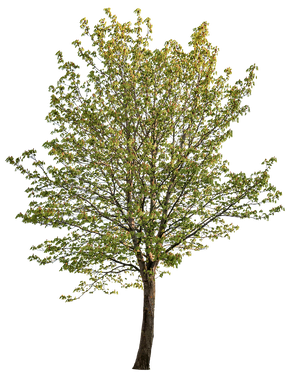 Horse chestnut tree PNG cutout — Aesculus hippocastanum, medium spring specimen