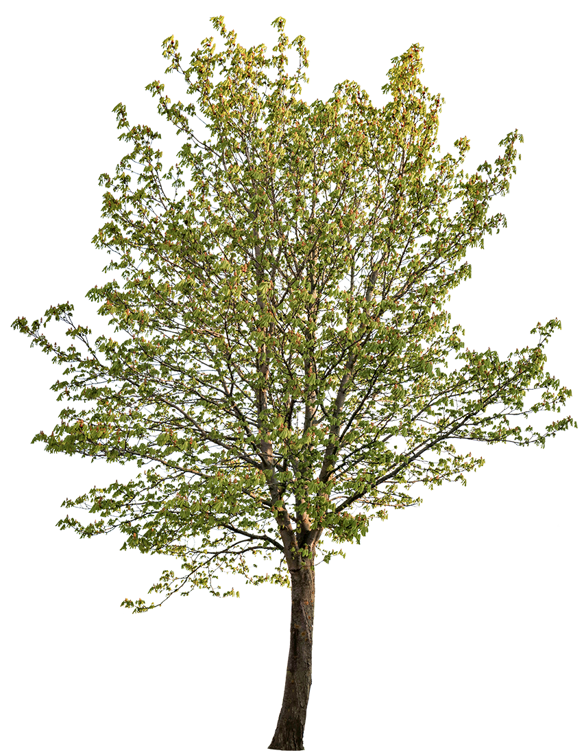 Horse chestnut tree PNG cutout — Aesculus hippocastanum, medium spring specimen