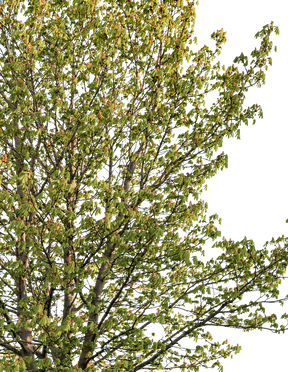 Aesculus hippocastanum m01 — medium horse chestnut with new tender spring foliage