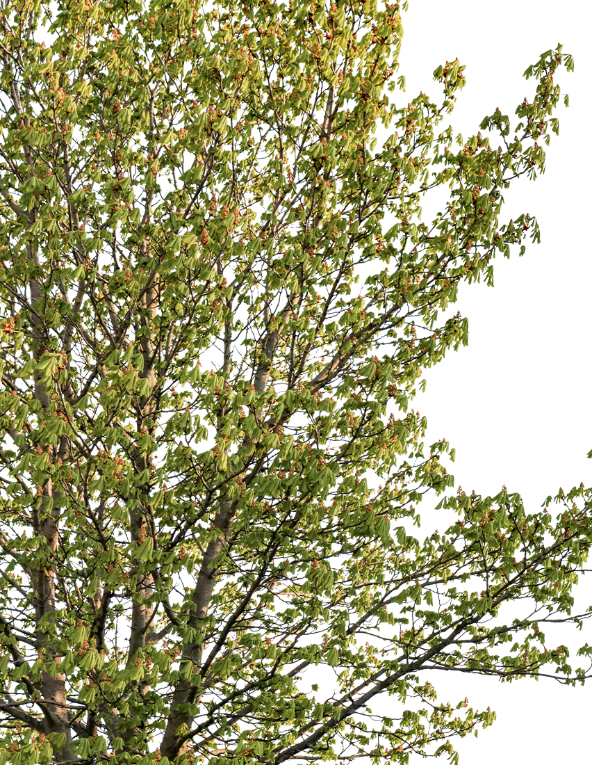 Aesculus hippocastanum m01 — medium horse chestnut with new tender spring foliage