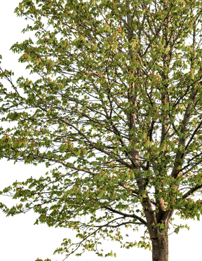 Aesculus hippocastanum — horse chestnut tree cutout with transparent background