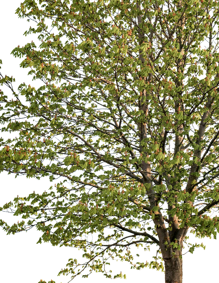 Aesculus hippocastanum — horse chestnut tree cutout with transparent background