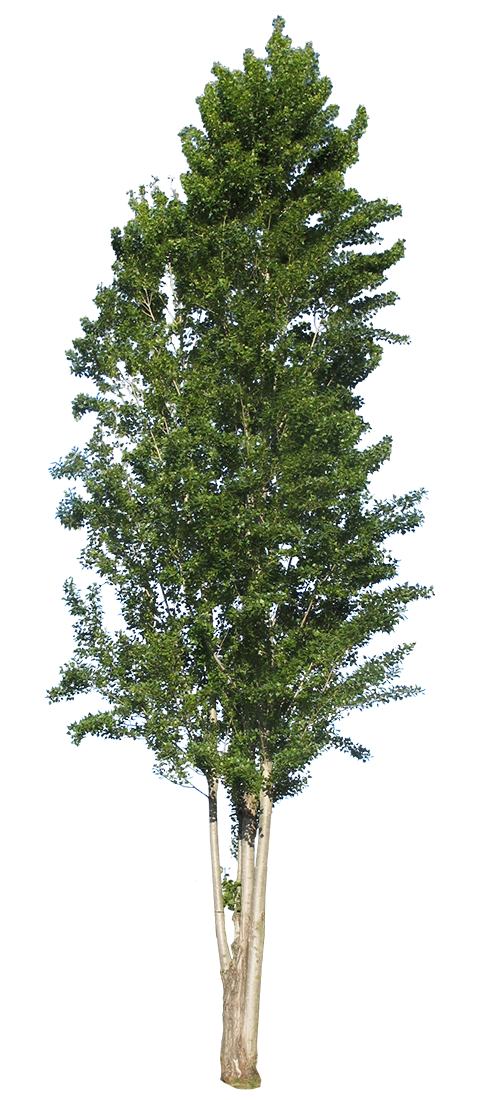 Populus nigra (black poplar) tree cutout PNG with transparent background