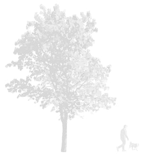 CAD tree blocks in elevation — light tonal style, DWG download for architectural sections