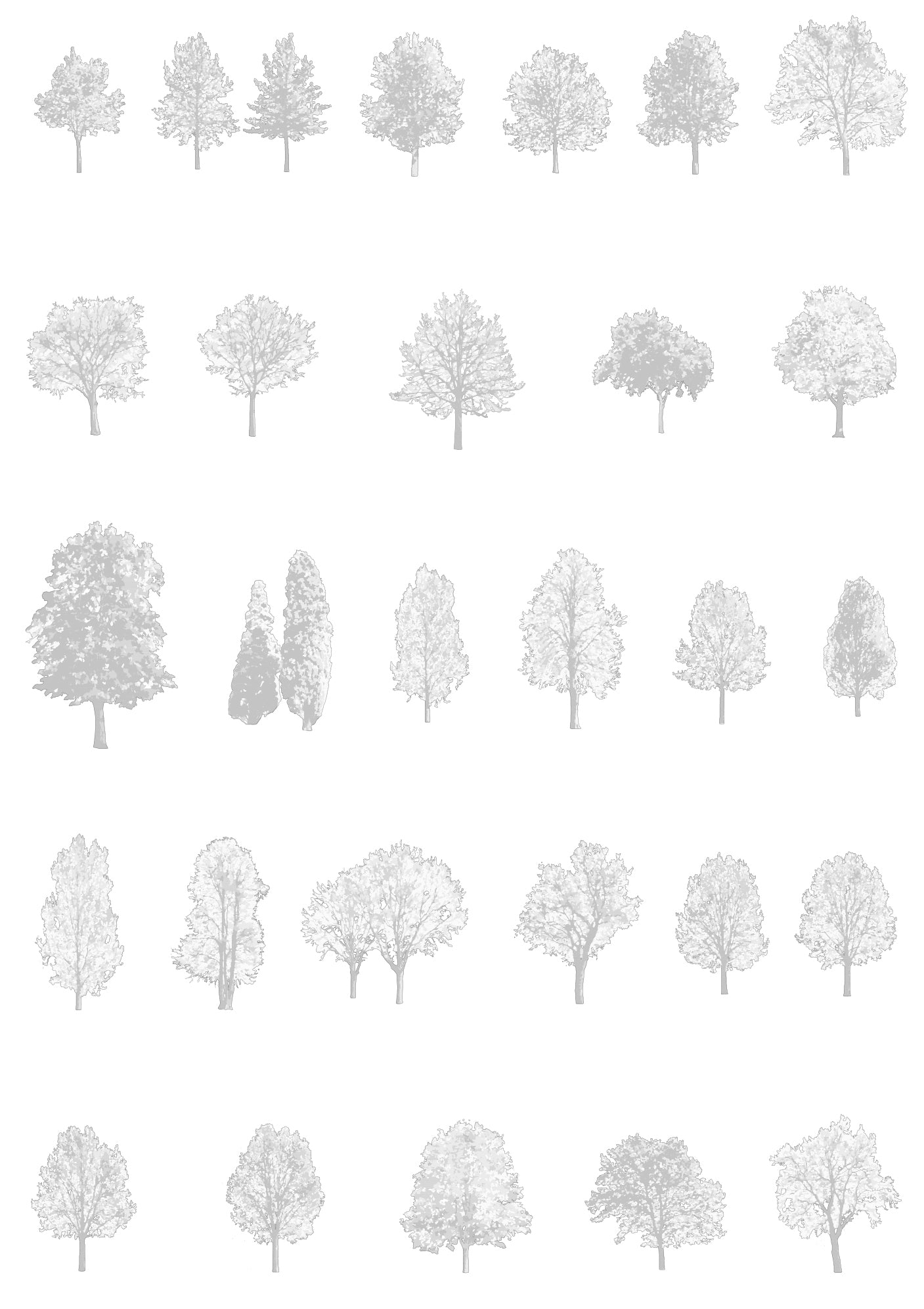 Large tree CAD block in elevation — detailed line drawing for architectural sections, DWG