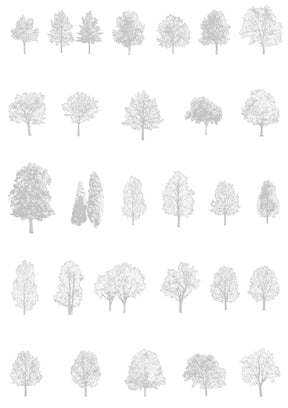 Large tree CAD block in elevation — detailed line drawing for architectural sections, DWG