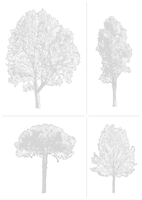 Large tree CAD block in elevation — detailed tree drawing for architectural sections, DWG