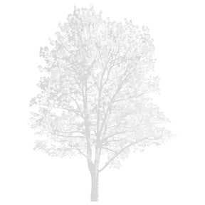Realistic CAD tree block — detailed vectorial drawing for architectural sections, DWG for AutoCAD
