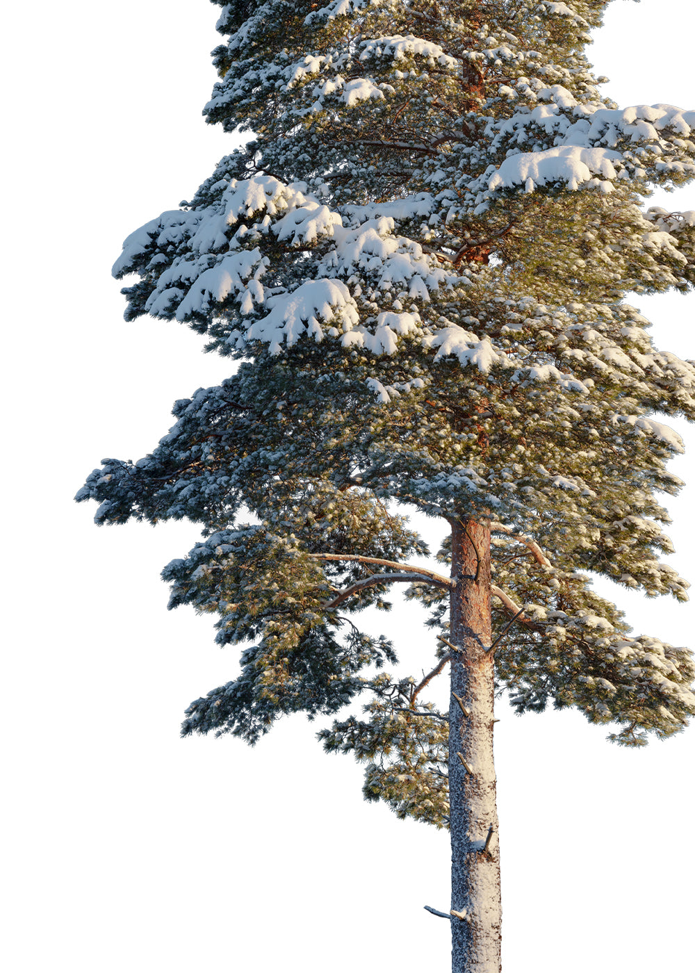 Tall Pine Tree Png
