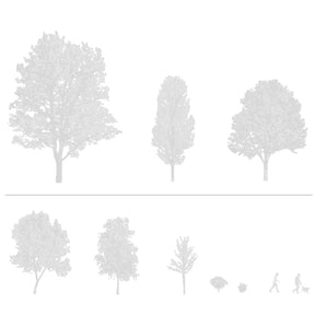 CAD tree blocks in architectural drawing — diverse trees for sections and elevations, DWG