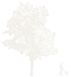 CAD tree blocks in elevation — diverse trees, DWG files for architectural drawings