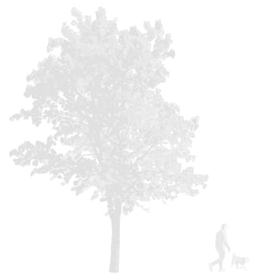 CAD tree block in elevation — detailed tree drawing, DWG download for architecture