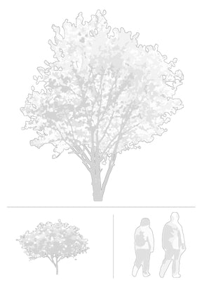 CAD trees, shrubs and people in architectural drawing — complete entourage DWG for AutoCAD