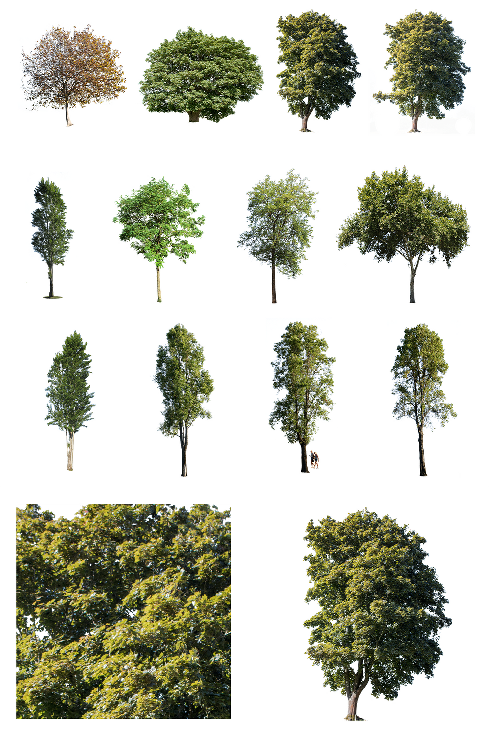 Large Trees PNG Package — Diverse Cut Out Trees – Cutout|trees