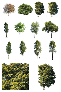 12 Large Trees Pack – Cutout|trees