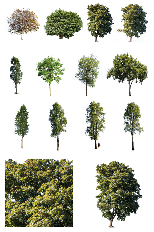Large Trees PNG Package — Diverse Cut Out Trees – Cutout|trees