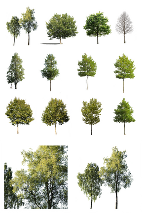 12 Medium size trees Pack - cutout trees